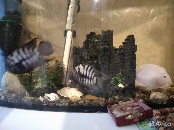 Рыбки цихлиды самец