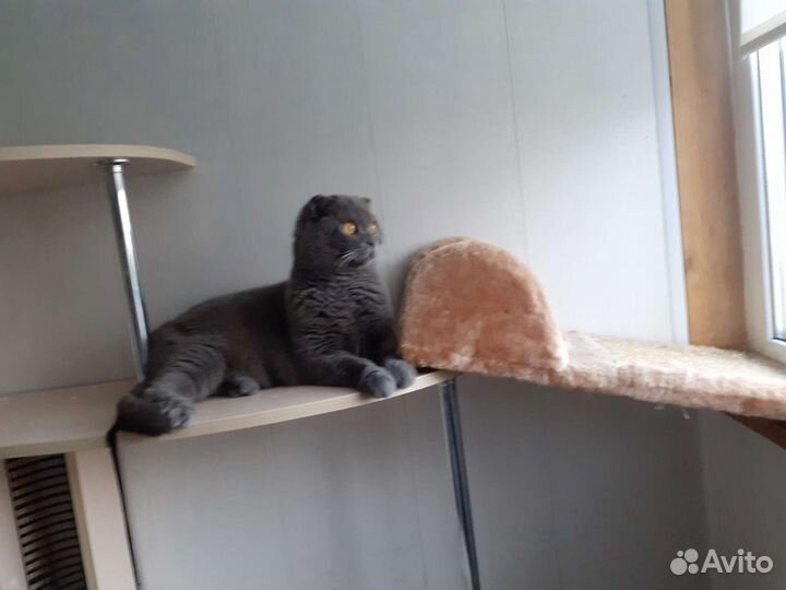 Передержка кошек, котоняня, гостиница для кошек