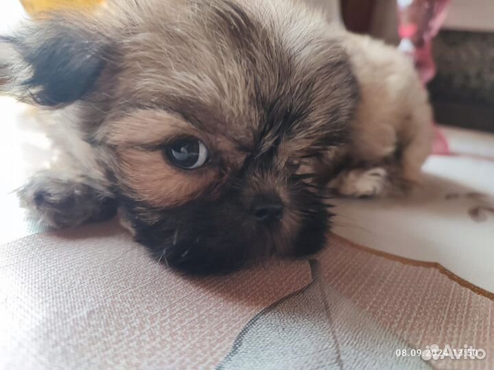 Мальтипу мини мальчики