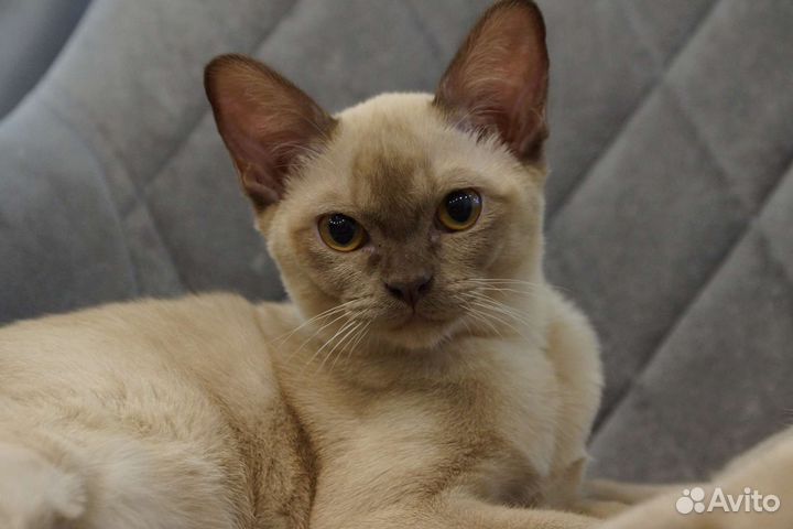 Ласковый бурманский котенок