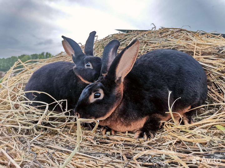 Кролики Рекс