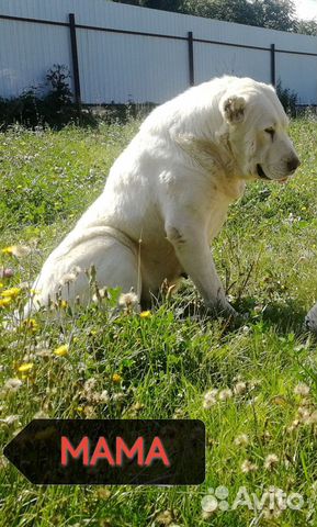 Собака алабай: фото, характер, описание породы