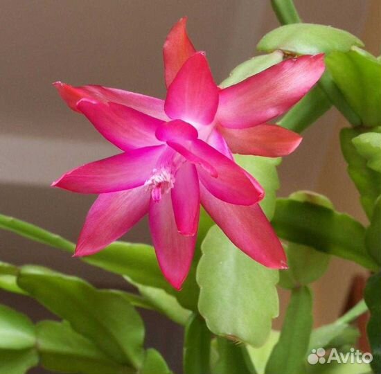 Продам рассаду комнатных растений