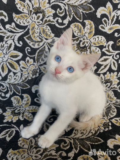Котенок в добрые руки
