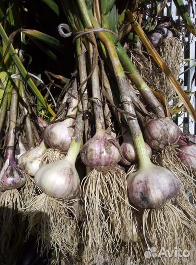 Чеснок домашний