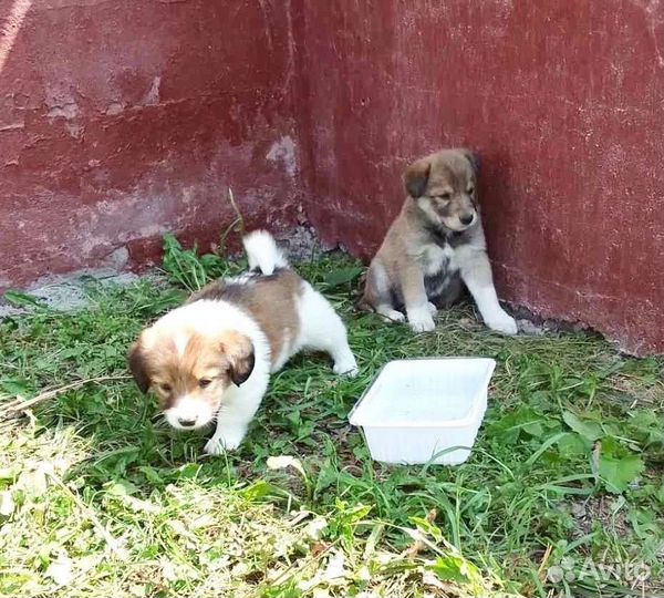 Щенки в добрые руки