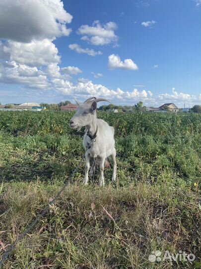 Козы дойные