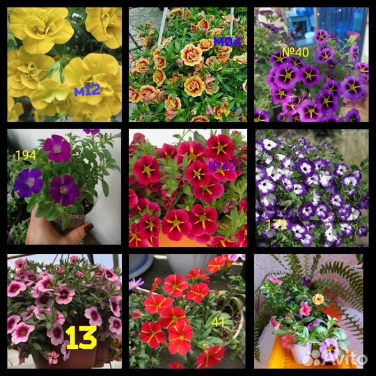 Петуния, калебрахоа, биденсы, остиоспермум и др