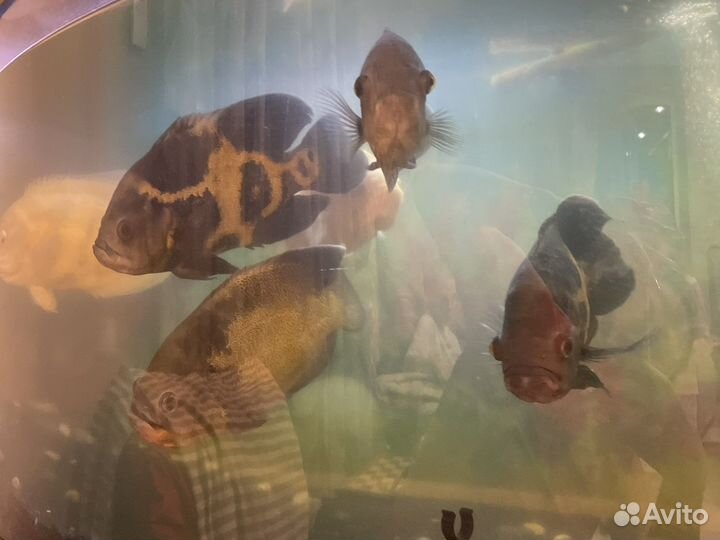 Аквариумные рыбки