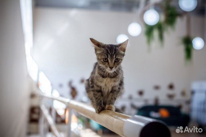 Котенок в добрые руки