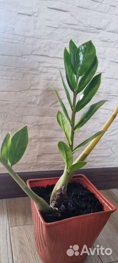 Комнатные растения