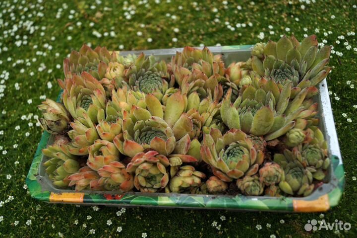 Молодило, каменая роза, коробкой