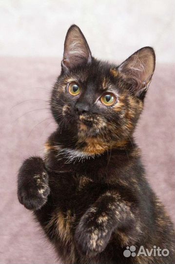 Котёнок, малышка черепашка ищет семью