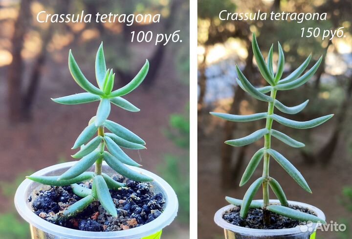 Крассулы разных видов