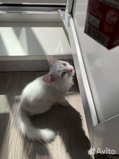 Котенок турецкой ангоры