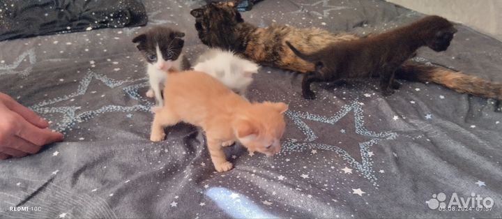 Отдам котят в надежные руки