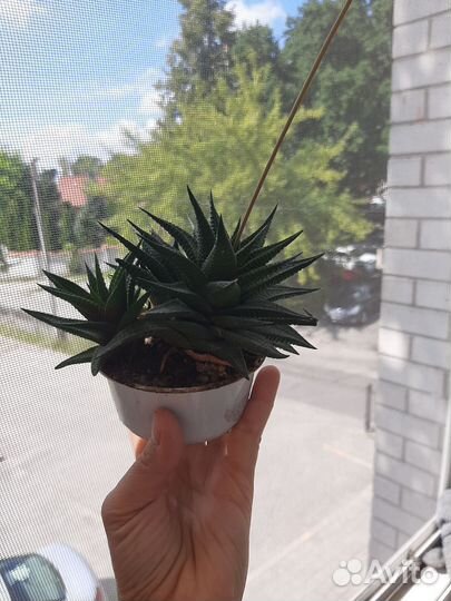 Суккуленты