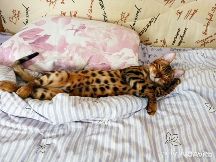 Бенгальский котенок мальчик