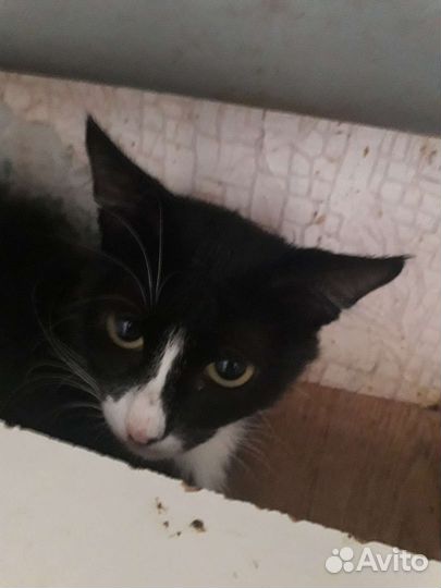 Хорошая кошечка