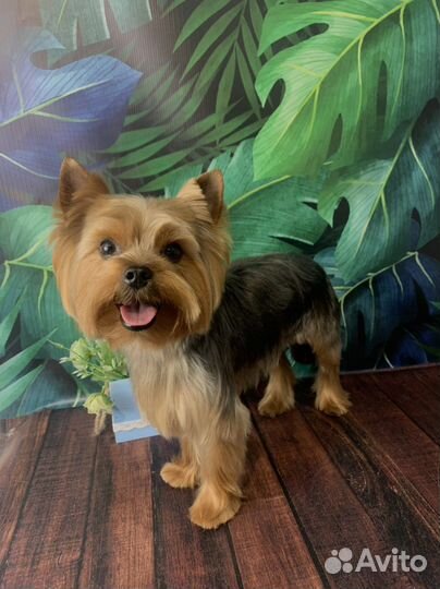 Стрижка собак/кошек Груминг/Экспресс-Линька/Вычес