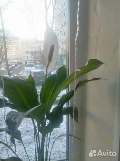 Спатифиллум