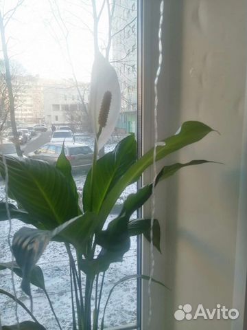 Спатифиллум