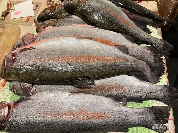 Форель свежая