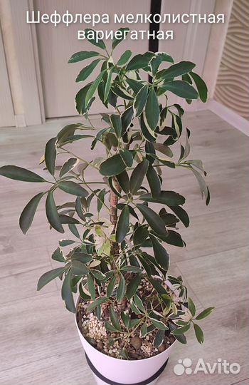 Комнатные растения цветы взрослые.Драцена,замик