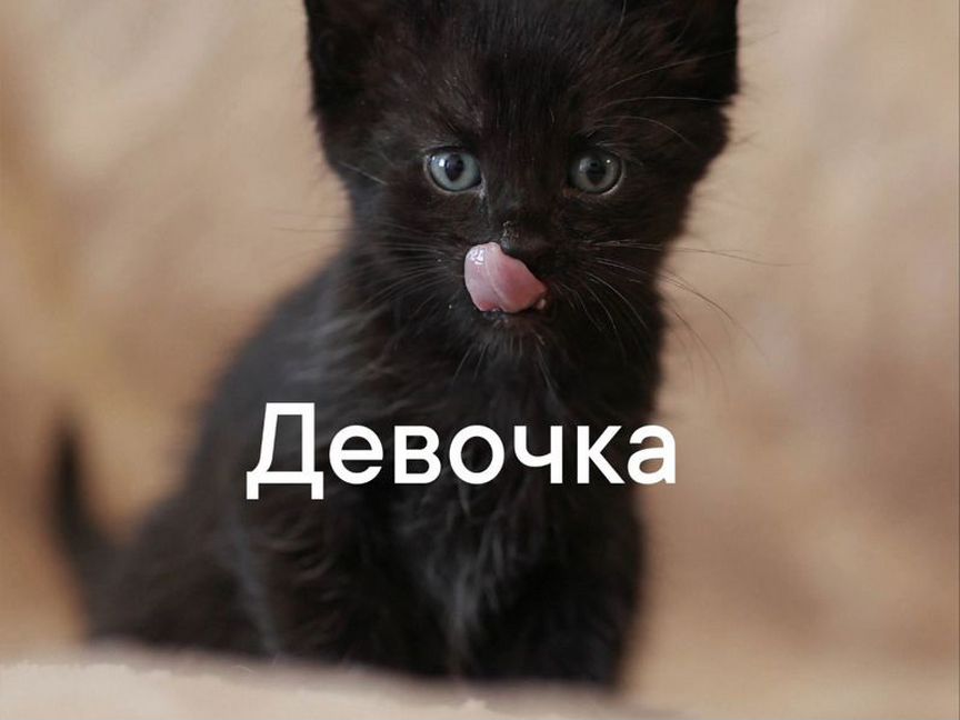 Котята