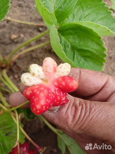 Клубника- (азия) -Цветочек