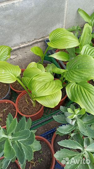 Саженцы хосты