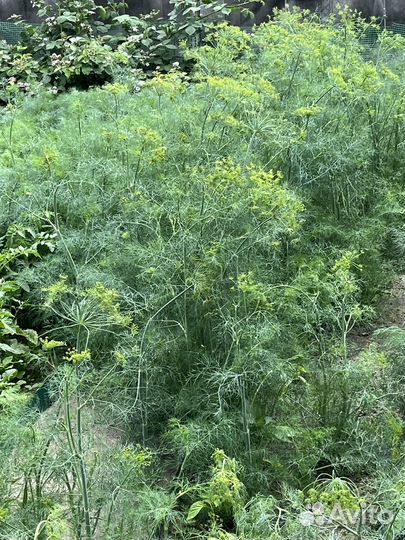 Укроп свежий