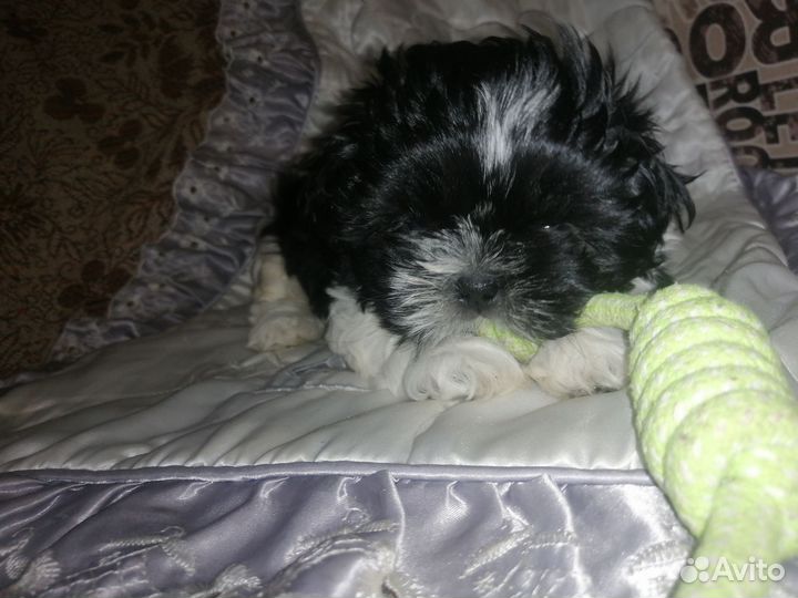 Ши-тцу мальчик