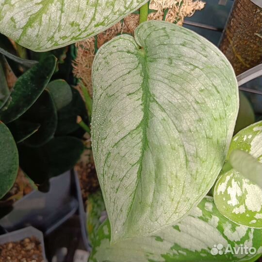 Сциндапсус Сильвер Клауд / silver cloud