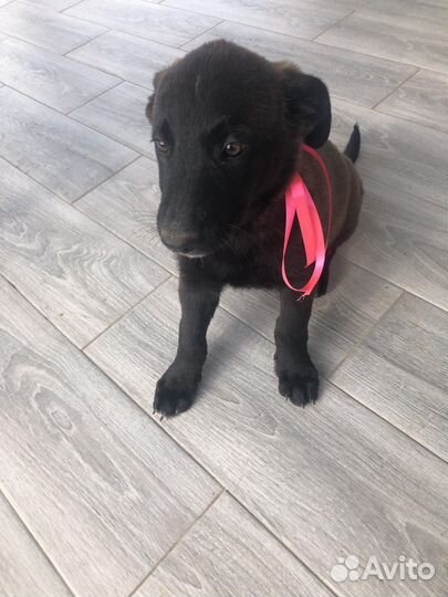 Щенки в добрые руки