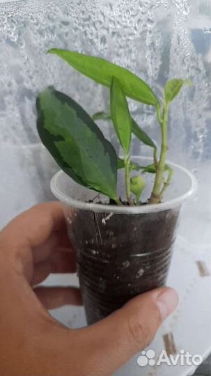 Филодендрон,дифенбахия,хлорофитум