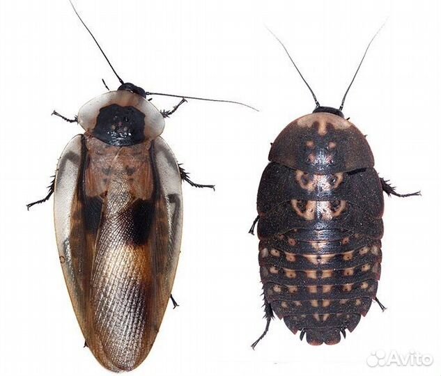Тараканы - мадагаскарские, индийские, блаберус