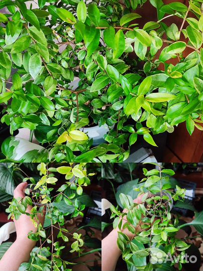 Мирт крупнолистовой вариегатный