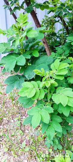 Рассада и саженцы