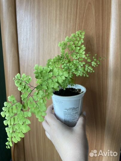 Нежный папоротник адиантум