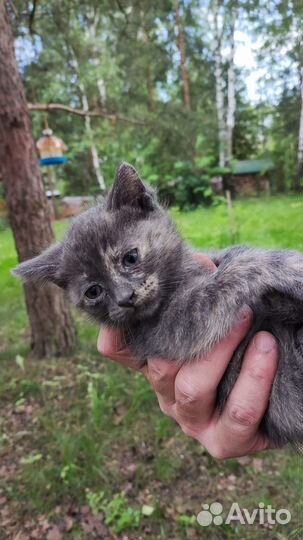 Отдаю котенка в добрые руки