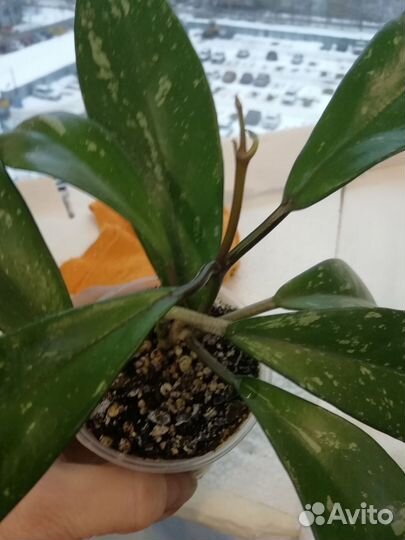 Клеродендрум инерме