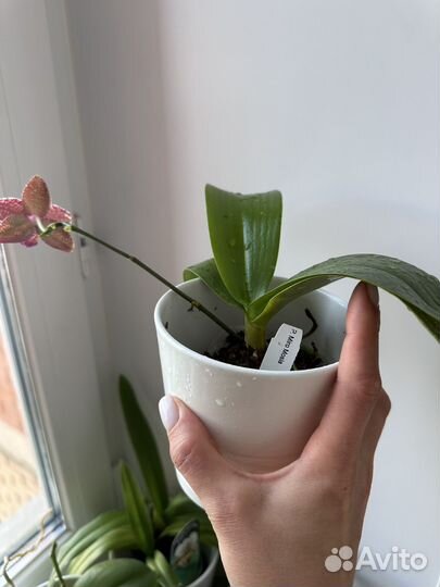 Орхидея miro mosla