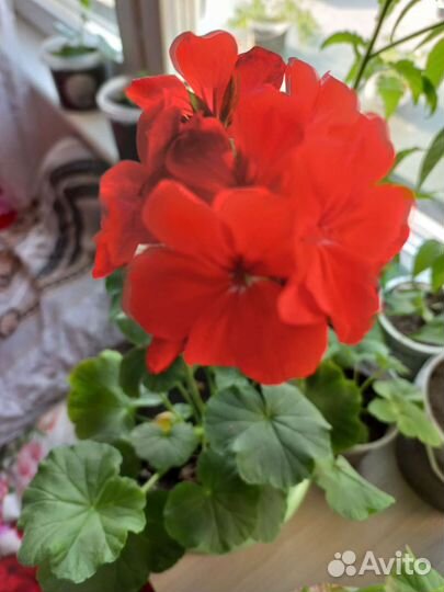 Герань пеларгония