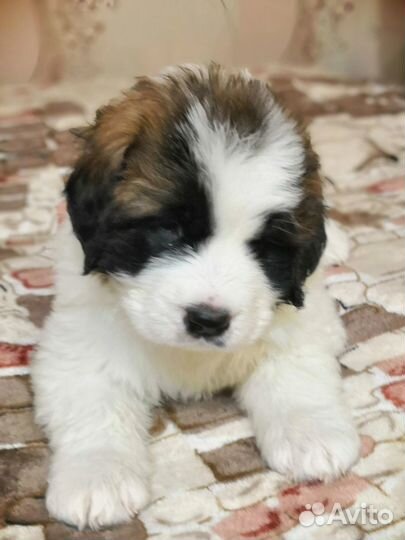 Щенки Московской сторожевой