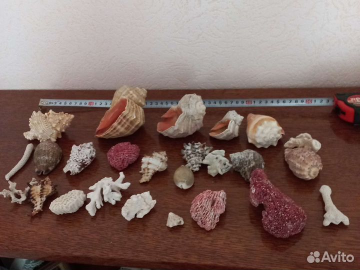 Ракушка, кораллы