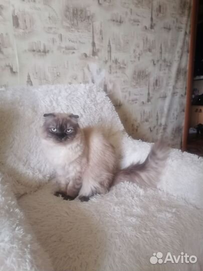 Шотландский кот вязка