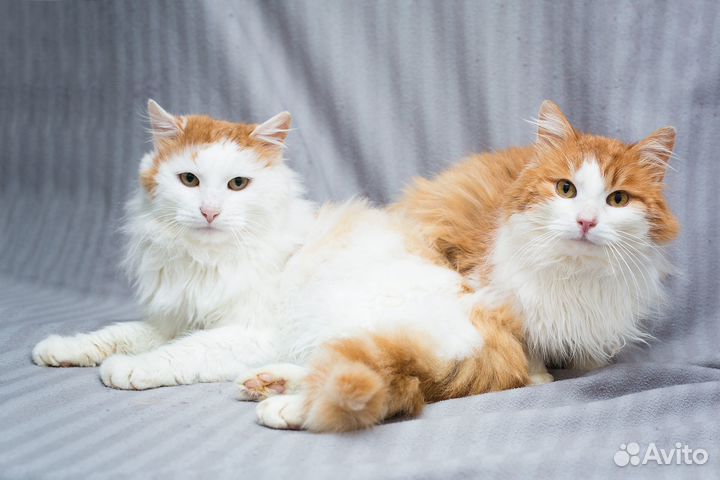 Крем-брюлейный котик