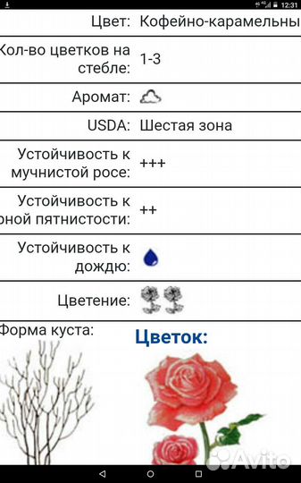 Роза Тоффи срезочная