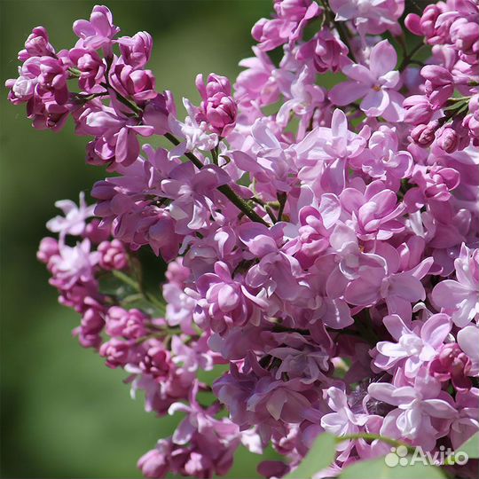 Сирень Красная Москва и еще 15 сортов (розн., опт)